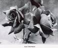 Lord Charlemont rose photo