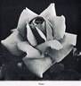 Venus rose photo