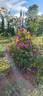 Mademoiselle Louise Chabrier rose photo