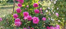 Mademoiselle Louise Chabrier rose photo