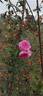 Mademoiselle Louise Chabrier rose photo