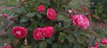 Maestro ® rose photo