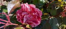 Maestro ® rose photo