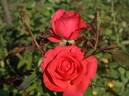 Coral Panarosa rose photo
