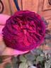 The Squire ® rose photo