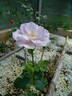 18-21-01 rose photo