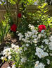Pretty Polly White™ rose photo