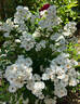 Pretty Polly White™ rose photo