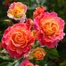 Chaleur rose photo