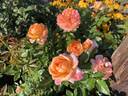 Tangerine Skies ™ rose photo