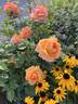 Tangerine Skies ™ rose photo