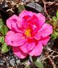 Lyn Griffith rose photo