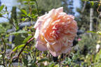 Clementina Carbonieri rose photo