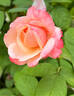 Anne Marie rose photo