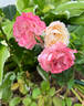 Anne Marie rose photo