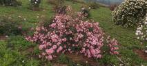 Marietta Silva Tarouca rose photo