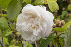 Comtesse de Murinais rose photo