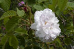 Comtesse de Murinais rose photo