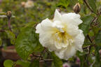 Daybreak rose photo