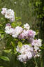 Eleonore Berkeley rose photo