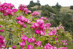 Elizabeth Lawrence rose photo