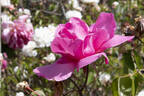 Étoile de Portugal rose photo