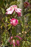 Étoile de Portugal rose photo