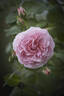 Hermione rose photo