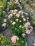 Hermione rose photo