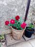 Valentine rose photo