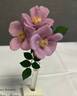 Lavender Spoon rose photo