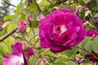 Futtaker Schlingrose rose photo