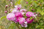 Hackeburg rose photo