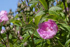 Hugo Maweroff rose photo