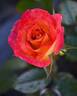 True Affection rose photo