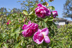 John Clare ® rose photo