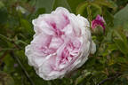 Juno rose photo