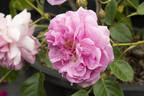 Lavender Lassie rose photo