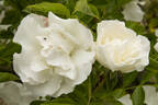 Mánja Böhmová rose photo