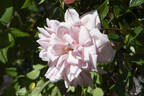 Madame Alice Garnier rose photo