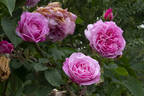 Madame Lauriol de Barny rose photo