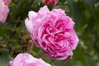 Madame Lauriol de Barny rose photo