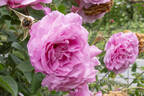 Madame Lauriol de Barny rose photo