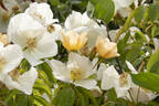 Montecito rose photo