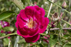 Monthly Rambler rose photo
