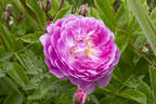 Mosel rose photo