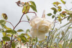 Mrs. Dudley Cross rose photo