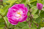 Mrs. F. W. Flight rose photo