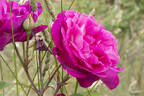 Mrs. F. W. Flight rose photo