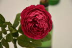 Dolly's Rose rose photo